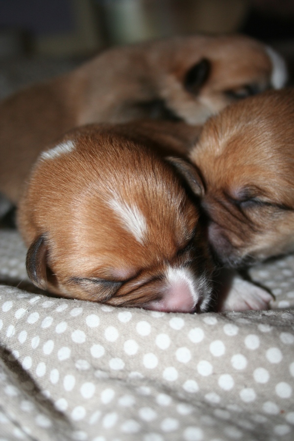 Puppies